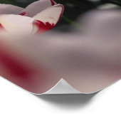 Poster Tulipes (Coin)