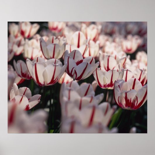 Poster Tulipes (Devant)