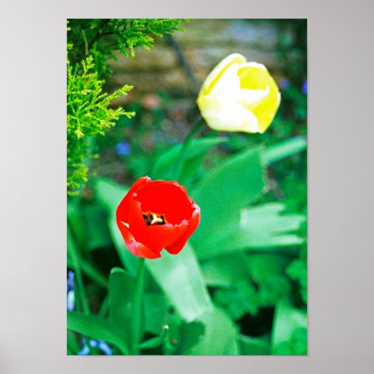 Poster Tulipes (Devant)