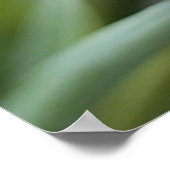 Poster Tulipes (Coin)