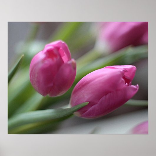 Poster Tulipes (Devant)