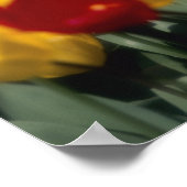 Poster Tulipes (Coin)