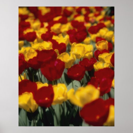 Poster Tulipes (Devant)
