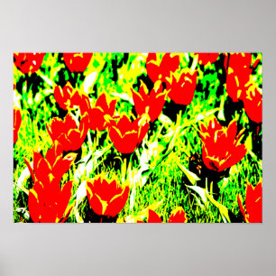 Poster Tulipes