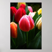 Poster Tulipes (Devant)
