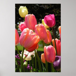 Poster tulipes