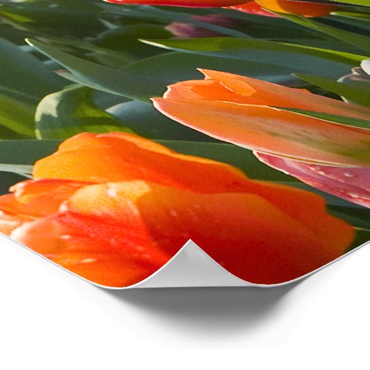 Poster Tulipes (Coin)