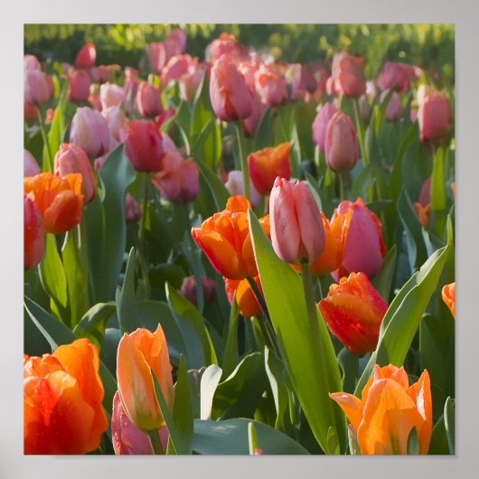 Poster Tulipes (Devant)