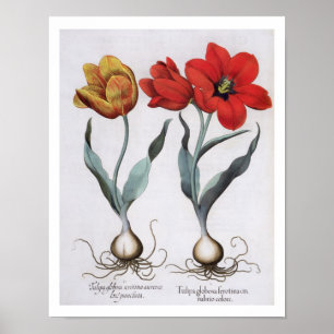 Poster Tulipes : 1.Tulipa globosa serotina cinnabrio colo