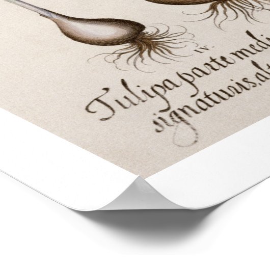 Poster Tulipes : 1.Tulipa lutea maculis rubens; 2.Tulipa  (Coin)