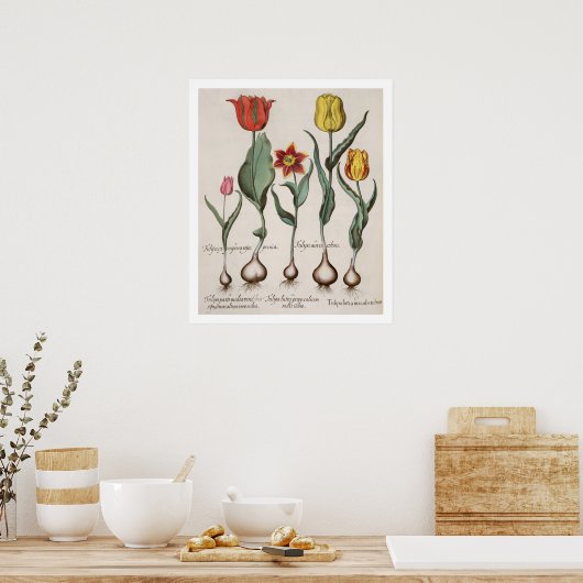 Poster Tulipes : 1.Tulipa lutea maculis rubens; 2.Tulipa  (Cuisine)