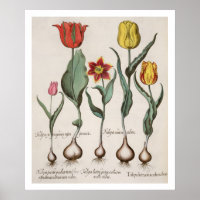 Tulipes : 1.Tulipa lutea maculis rubens; 2.Tulipa
