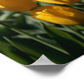 Poster Tulipes 3 (Coin)