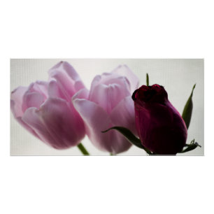 Poster Tulipes 3258