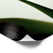 Poster Tulipes 3259 (Coin)
