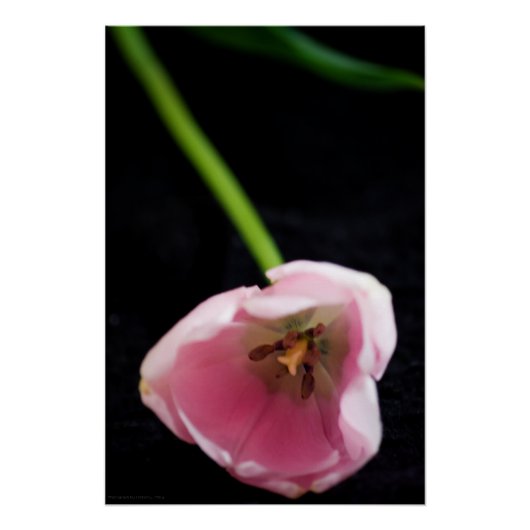 Poster Tulipes 3272 (Devant)
