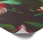 Poster Tulipes à franges roses de style vintage (Coin)