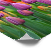 Poster Tulipes à ressort pourpre (Coin)