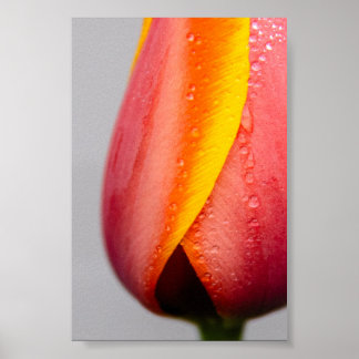 Poster Tulipes avec gouttes de pluie