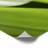 Poster Tulipes blanches (Coin)