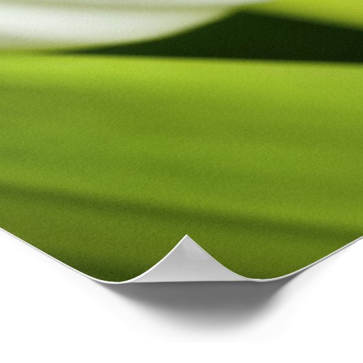 Poster Tulipes blanches (Coin)