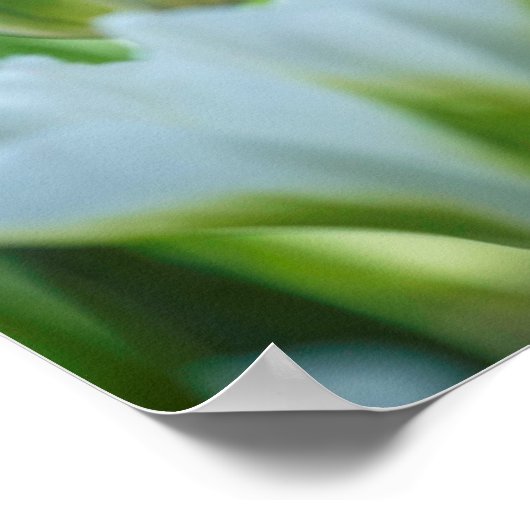 Poster Tulipes blanches (Coin)