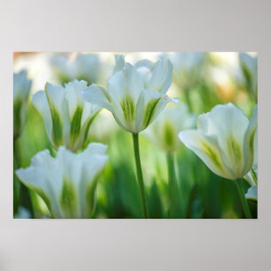 Poster Tulipes blanches