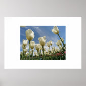 Poster Tulipes blanches (Devant)