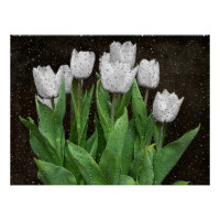 Tulipes blanches avec gouttes de pluie sur verre