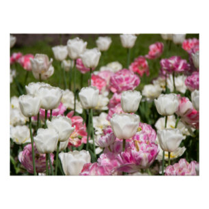 Poster Tulipes blanches et roses brillantes par jour enso