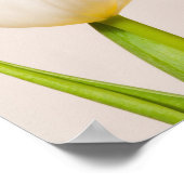 Poster Tulipes blanches sur fond blanc, (Coin)