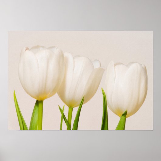 Poster Tulipes blanches sur fond blanc, (Devant)