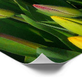 Poster Tulipes colorées (Coin)