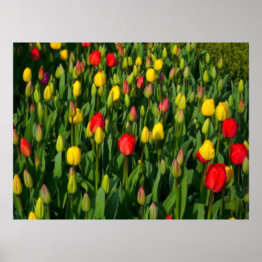 Poster Tulipes colorées (Devant)