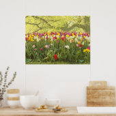 Poster Tulipes colorées dans un parc (Cuisine)