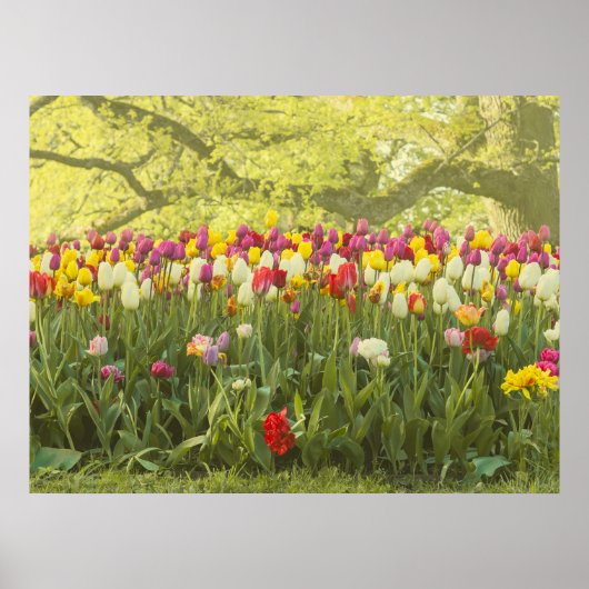 Poster Tulipes colorées dans un parc (Devant)