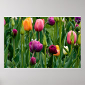 Poster Tulipes colorées Imprimer (Devant)