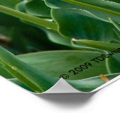 Poster Tulipes colorées Imprimer (Coin)