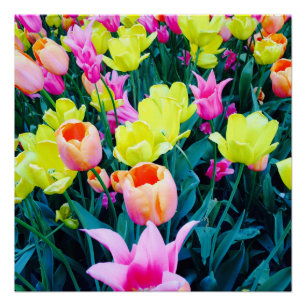 Poster Tulipes dans la ville