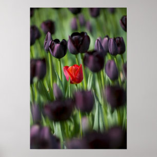 Poster Tulipes dans les jardins de Keukenhof, Amsterdam,