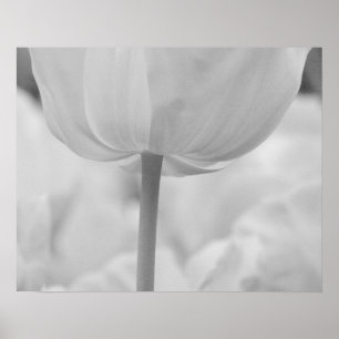 Poster Tulipes dans les jardins de Keukenhof, Hollande.