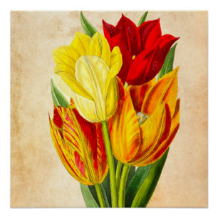 Poster Tulipes de printemps
