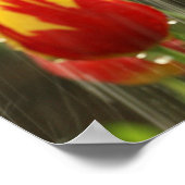 Poster Tulipes de printemps (Coin)