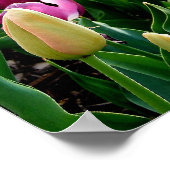 Poster Tulipes de printemps (Coin)