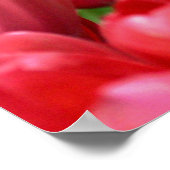 Poster Tulipes de printemps (Coin)