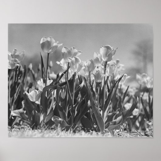 Poster Tulipes en fleurs (Devant)