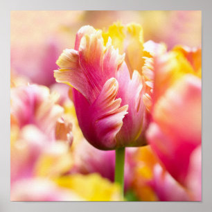 Poster Tulipes en gros plan