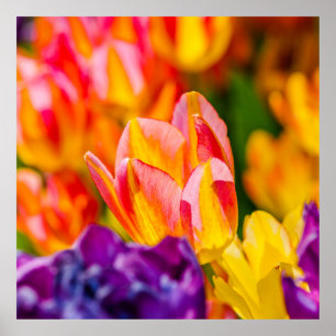 Poster Tulipes Enchantant