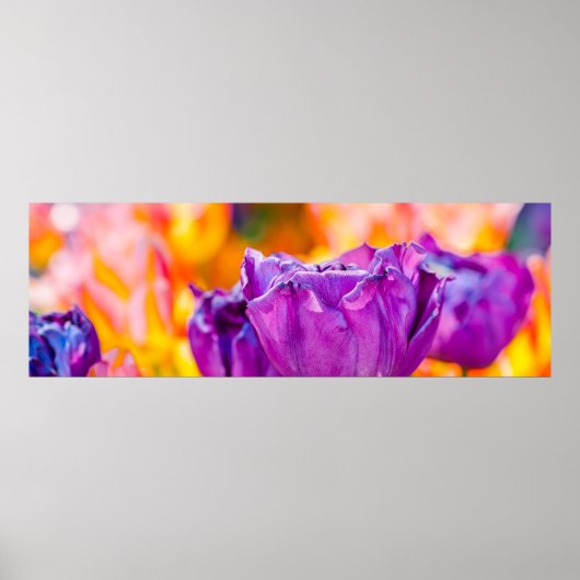 Poster Tulipes Enchantant violet (Devant)