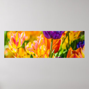 Poster Tulipes Enchanter 01